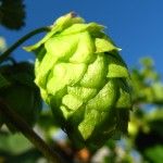 Hops Flower Hops Flower 150x150 Ayurveda for Insomnia: Ayurvedic Herbs for Treating Insomnia