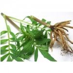 Valerian Root Valerian Root 150x150 Ayurveda for Insomnia: Ayurvedic Herbs for Treating Insomnia