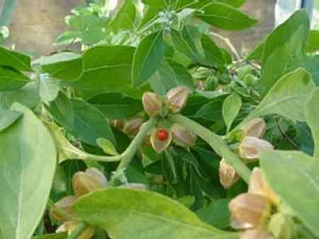 ashwagandha for insomnia