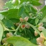 ashwagandha for sound sleep ashwagandha1 150x150 Ayurveda for Insomnia: Ayurvedic Herbs for Treating Insomnia