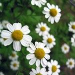 chamomile flower chamomile 150x150 Ayurveda for Insomnia: Ayurvedic Herbs for Treating Insomnia