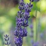 lavender lavender 150x150 Ayurveda for Insomnia: Ayurvedic Herbs for Treating Insomnia