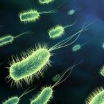 Probiotics for Ventilator-Associated Pneumonia