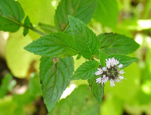 benefits of peppermint oil