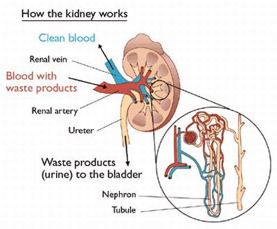 kidney_function