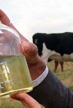Medicinal Properties of Cow Urine
