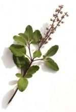 Home Remedies for Typhoid Fever Home Remedies for Typhoid Fever