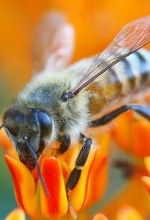 top 5 home remedies for bee sting