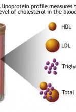 Cholesterol and health