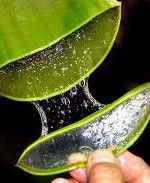 AloeVera health benefits