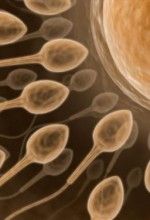 Male infertility symptoms and cause