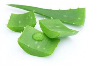 Magical Benefits of Aloe Vera